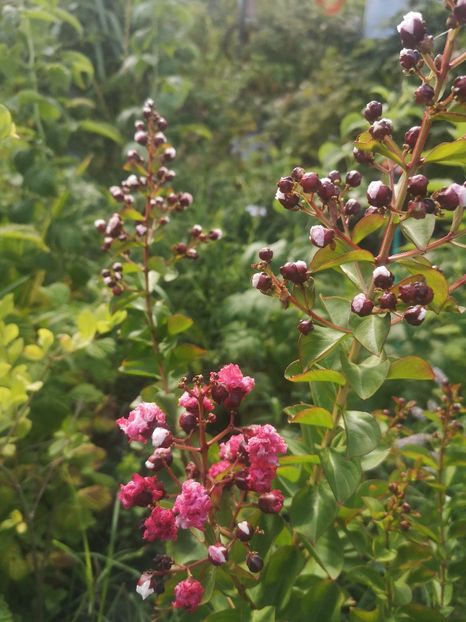  - arbori ornamentali 2023