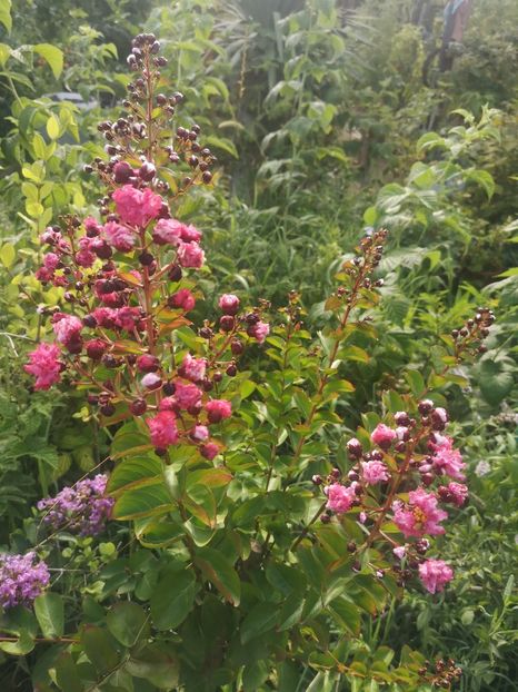 Lagerstroemia rosie Dinamite - arbori ornamentali 2023