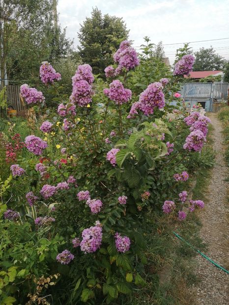  - arbori ornamentali 2023