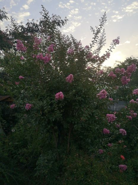 lagerstroemia roz deschis Siux - arbori ornamentali 2023