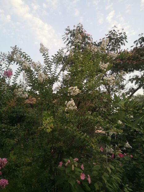  - arbori ornamentali 2023