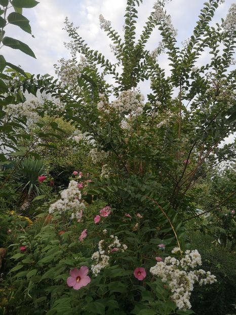  - arbori ornamentali 2023