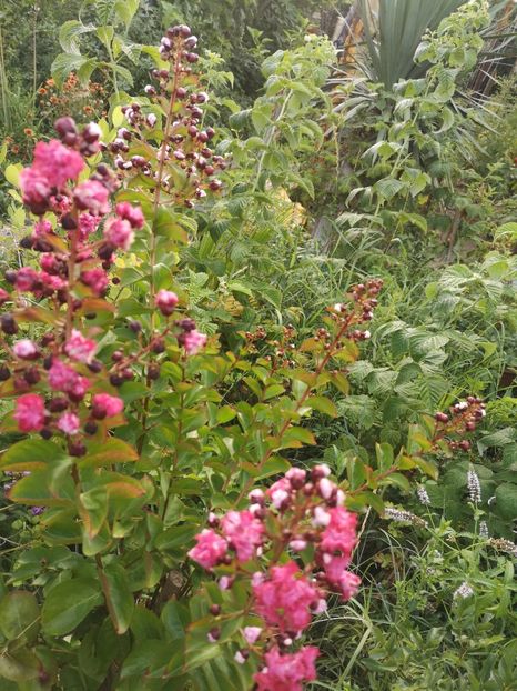  - arbori ornamentali 2023