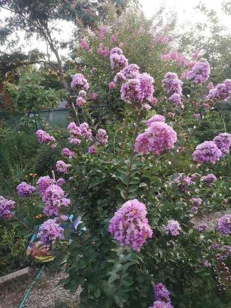  - arbori ornamentali 2023