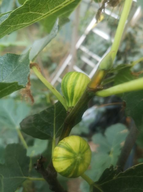 smochin Panache - arbori fructiferi 2023