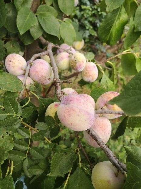 prun - arbori fructiferi 2023