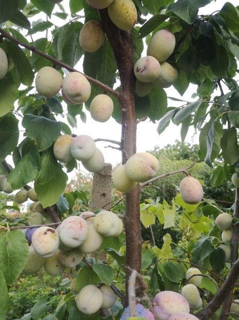  - arbori fructiferi 2023