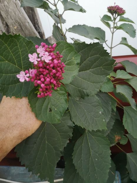 26.07 - Gradina flori