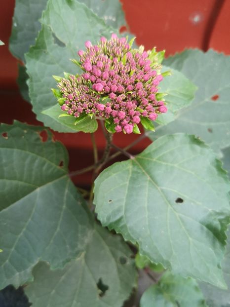  - Gradina flori