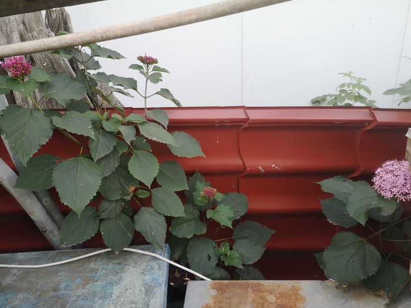  - Gradina flori