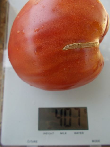  - SEMINTE ROSII - T 703 BISON HEART