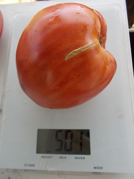  - SEMINTE ROSII - T 703 BISON HEART