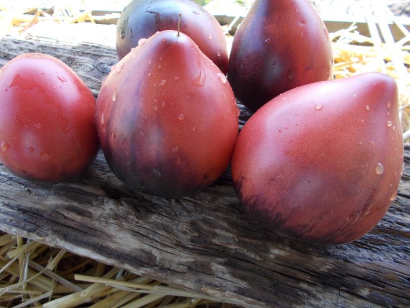  - SEMINTE ROSII - T 328 SGT PEPPER