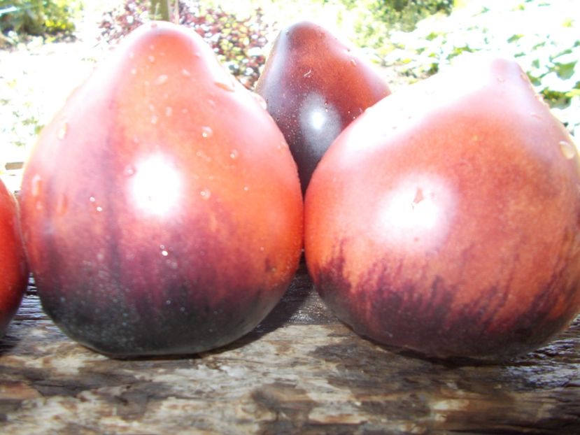  - SEMINTE ROSII - T 328 SGT PEPPER