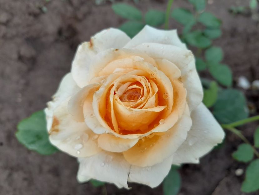 Poustinia - Primul bobocel și prima floricică mult așteptată