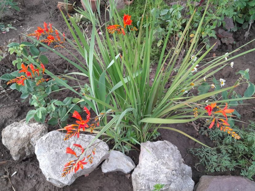  - 2023 floricele din grădină