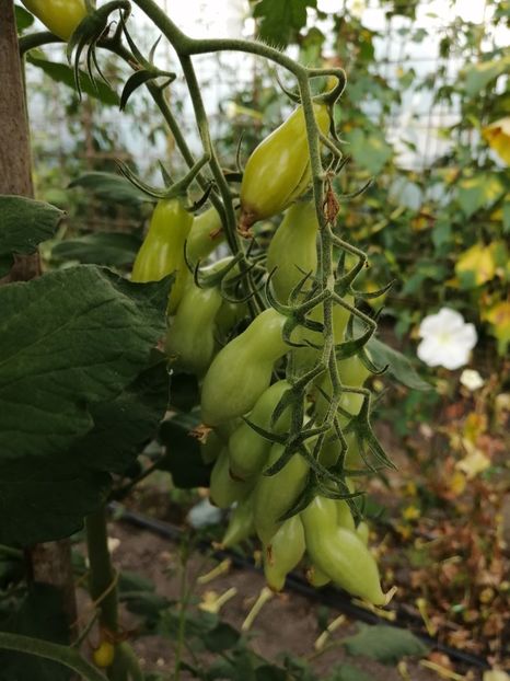  - SEMINTE ROSII - 1009 DANCING GREEN FINGERS