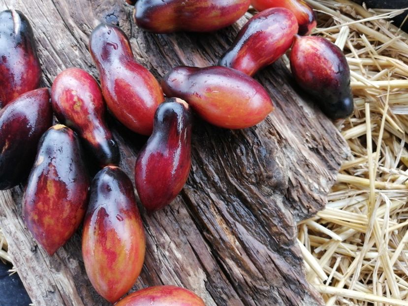  - SEMINTE ROSII - T 1010 ANTHO PINK PANTHER