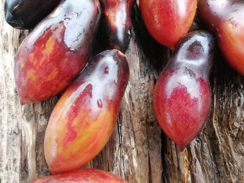  - SEMINTE ROSII - T 1010 ANTHO PINK PANTHER