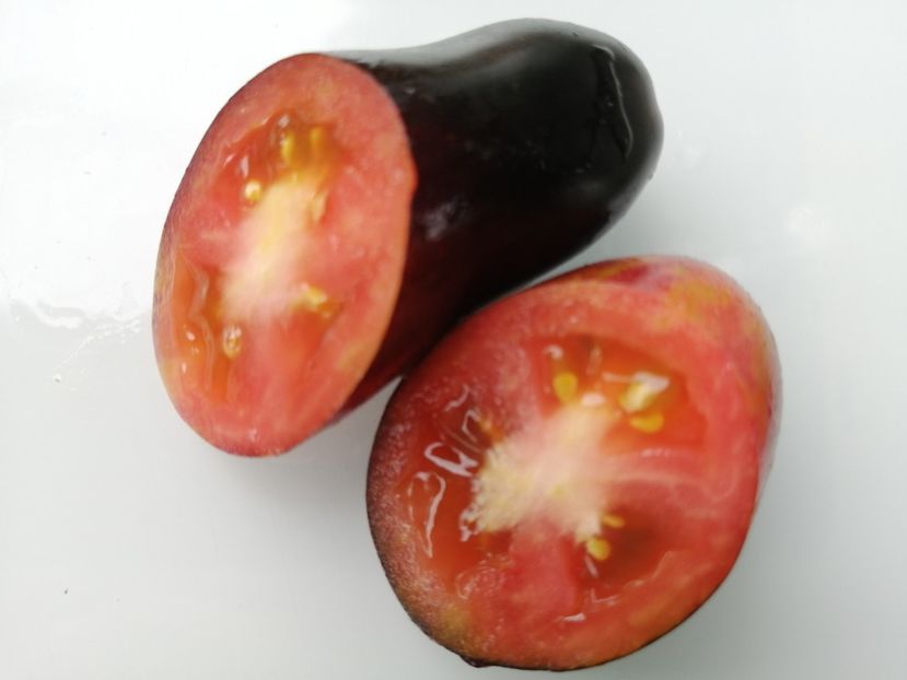  - SEMINTE ROSII - T 1010 ANTHO PINK PANTHER