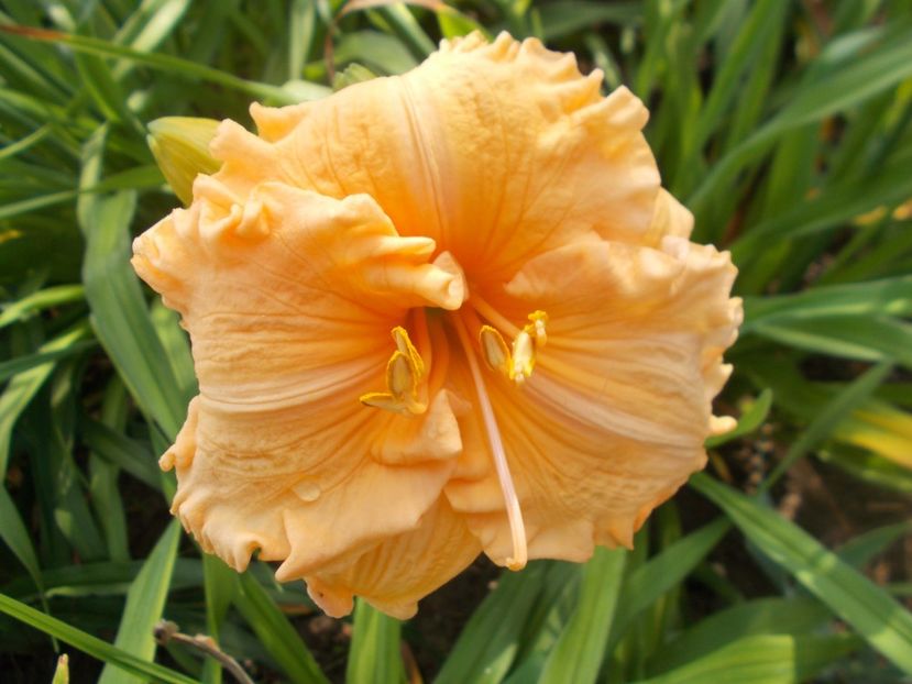 r2,6- SILOAM ORANGE   SPLASH-18 - HEMEROCALLISI DISPONIBILI IN 2023-capitolul 2