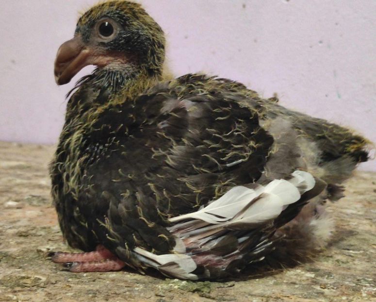 AGH - Tineret 2023 AGH