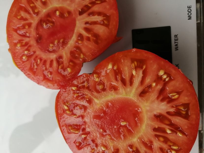  - SEMINTE ROSII - T 1020 PLANO DE ERADIO Ion