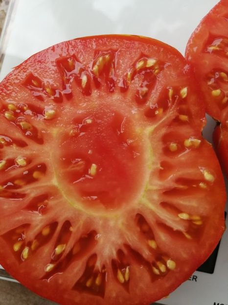  - SEMINTE ROSII - T 1020 PLANO DE ERADIO Ion