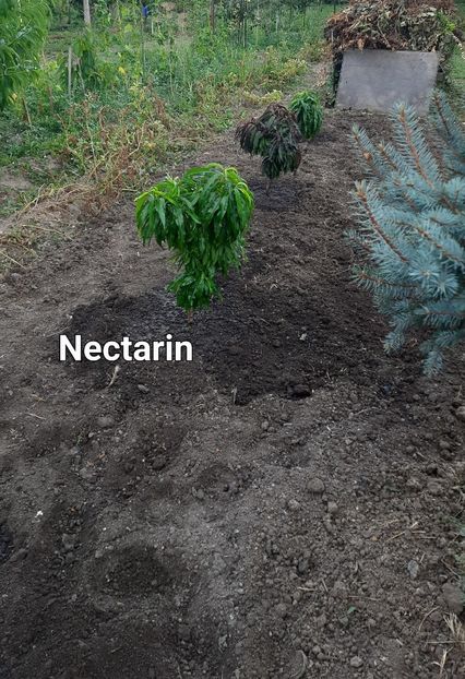 Nectarin pitic 2023 - Pomi Fructiferi Pitici 2023