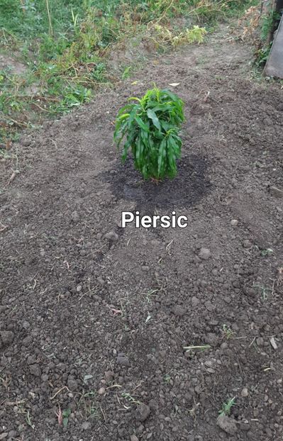 Piersic pitic 2023 - Pomi Fructiferi Pitici 2023