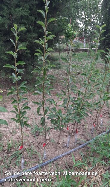 Soi de par foarte vechi - Altoire 2023