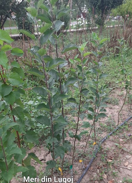 Mar de vara Lugoj - Altoire 2023