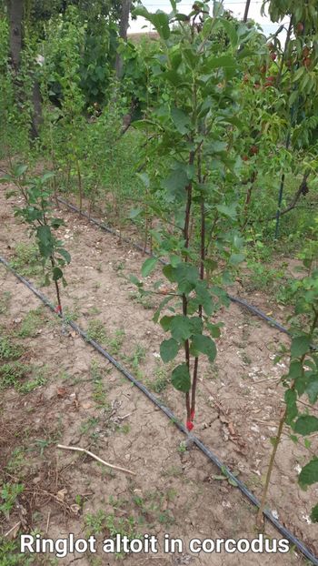 Renglot rosu - Altoire 2023