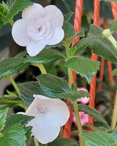  - Double Picotte Rose