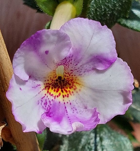  - AAA RIZOMI ACHIMENES DISPONIBILI -2023