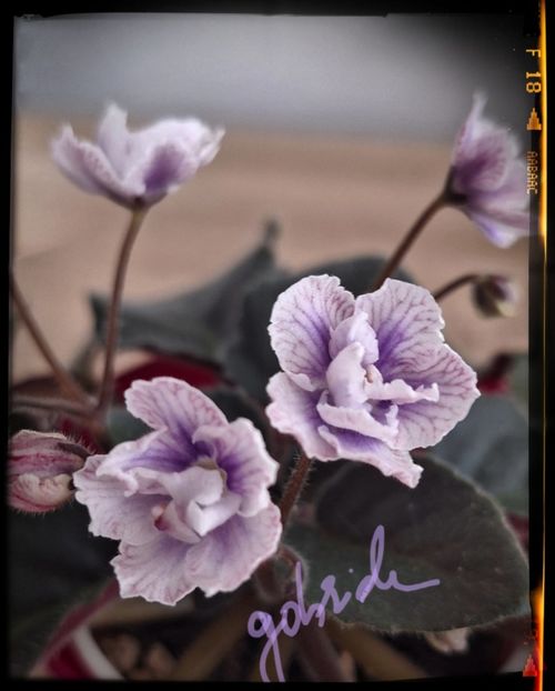 SK Osjminozhka - AA violete africane de colectie