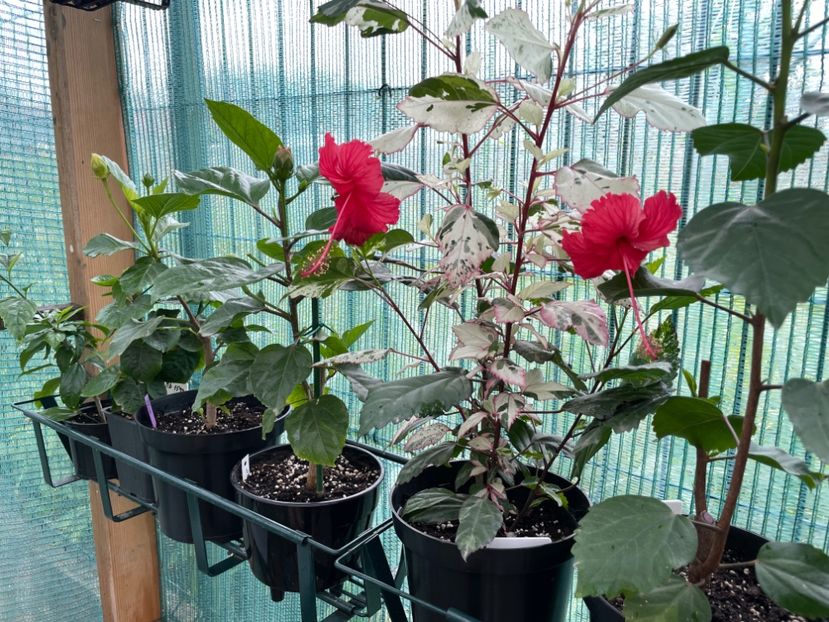 24387EA4-DADE-4AD6-BFD9-7279459182E9 - 001 - Hibiscusi