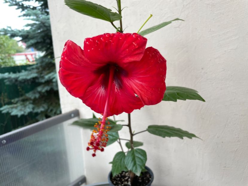 7906B87A-5223-4A5D-AA33-191E233DAA29 - 001 - Hibiscusi