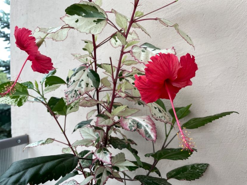 E547112D-3C7D-491F-80B0-EF586FBF8E5D - 001 - Hibiscusi