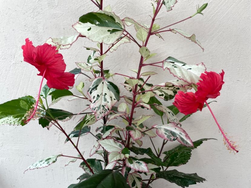 57ECC776-0BE0-4B89-B83C-BEC4B6EE28E2 - 001 - Hibiscusi