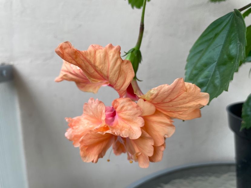 622D44FE-E059-4BC8-A1B6-4C1994686AE0 - 001 - Hibiscusi