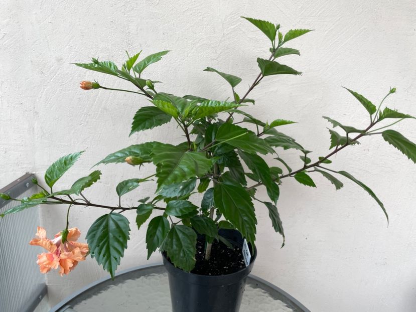 604AE750-D09F-4FCE-BDF0-9685889DDA7B - 001 - Hibiscusi