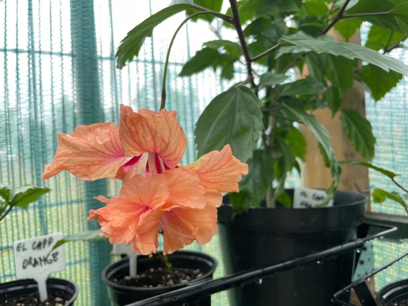 90B4E2CC-0AE9-4791-8264-5BF18654ECBC - 001 - Hibiscusi