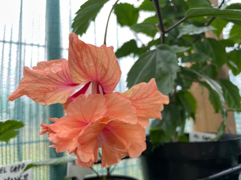 99E636A7-095F-4A99-877B-A681E4841035 - 001 - Hibiscusi