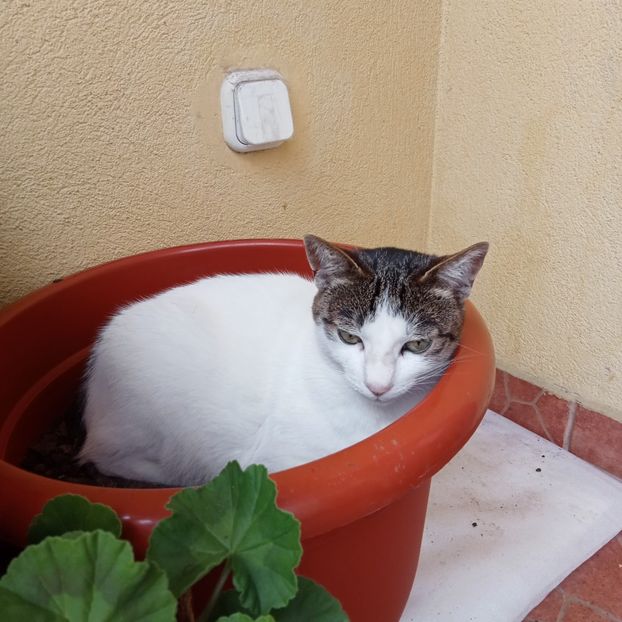  - Pisicuta Pufita