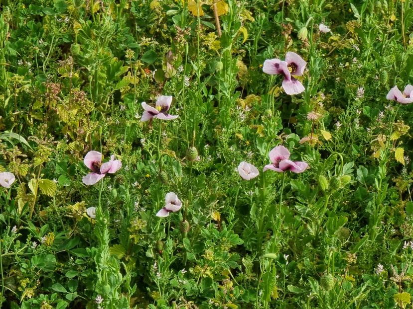  - MALTA Aprilie 2022