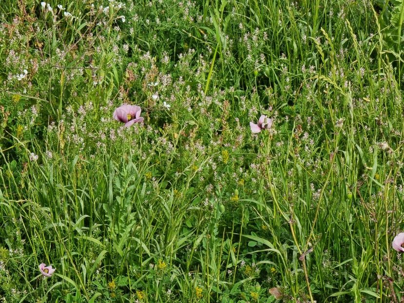  - MALTA Aprilie 2022