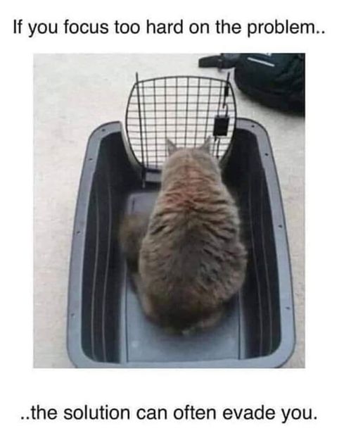 kitty evades - L-arginina