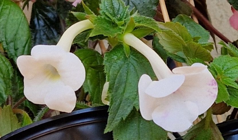  - Rfs Mexican Velvet White