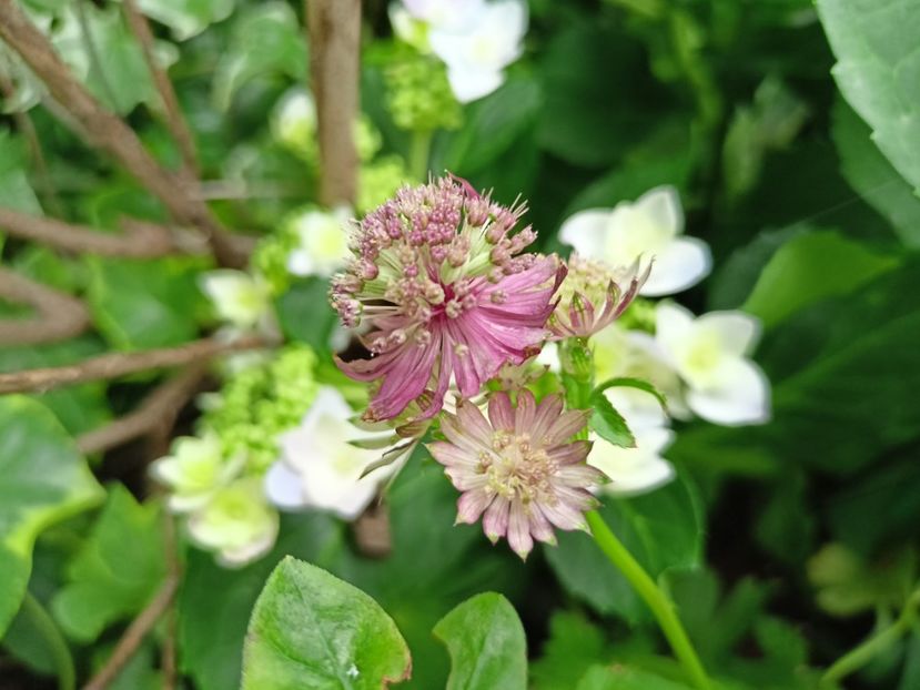 Astrantia Burgundy Manor - Grădina 2023 continuare 4